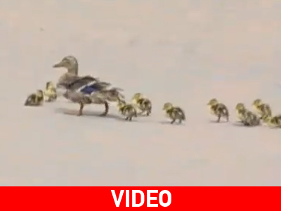 Παπάκια VS Άνεμος